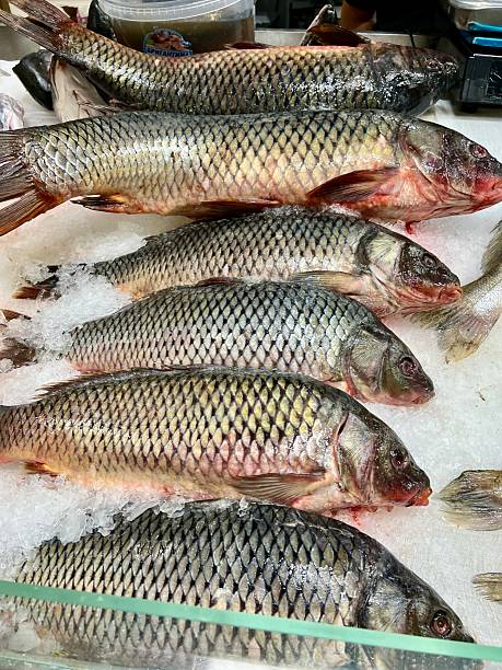 Collection of freshwater fishes isoleted on white background