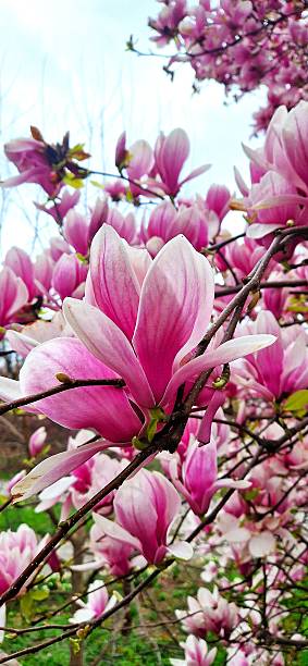 istock Close-up to Magnolia tree in bloom 2217925940
