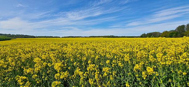 istock Blooming canola field in springtime 2217925958