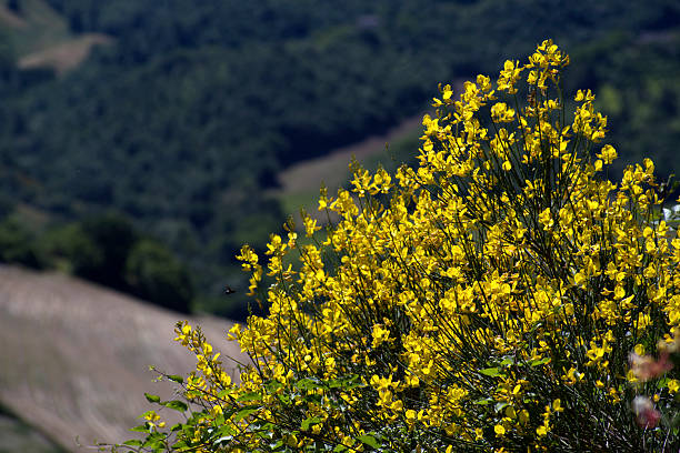 Ciclamino sullo sfondo rurale di spello