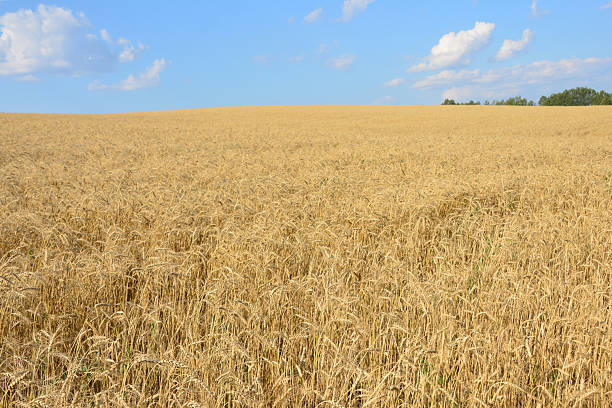 istock Expansive Golden Wheat Field Under a Blue Sky 2217926095