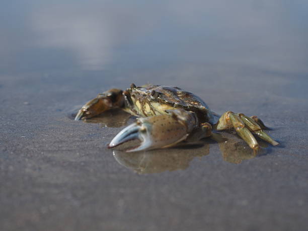 istock Crab on the beach in Belgium 2217926110