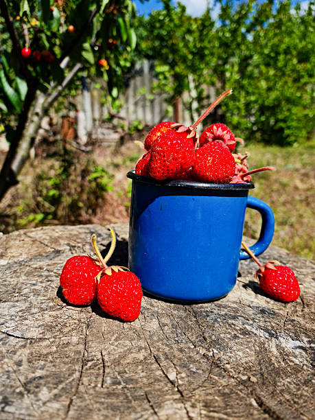 A close-up of a blue enamel mug filled with freshly picked ripe red strawberries, sitting on an old wooden stump in a garden. Two more strawberries lie beside the mug. In the blurred background, green garden foliage and fruit trees are visible in the sunlight. The atmosphere is of a summer harvest and rustic life.