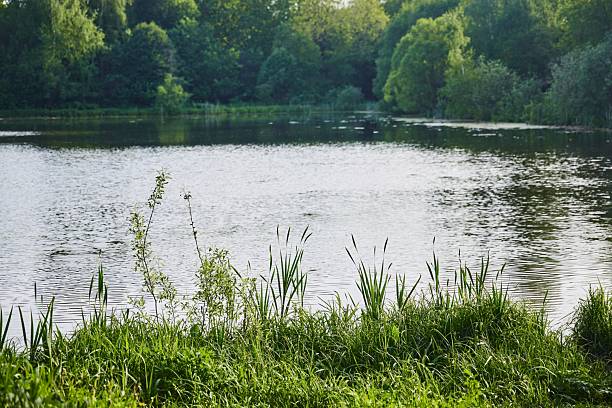 istock Landscape of a forest lake with grass and trees. 2217927162