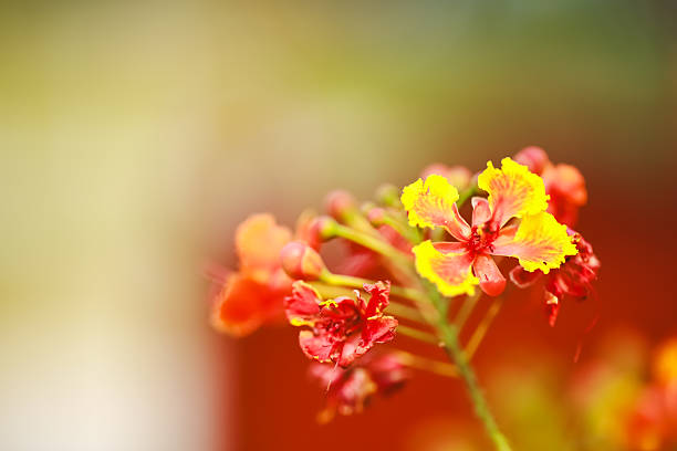 flower close up flamboyant