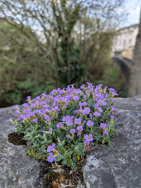 istock Purple Rock Cress (Aubrieta deltoidea) 2217928464