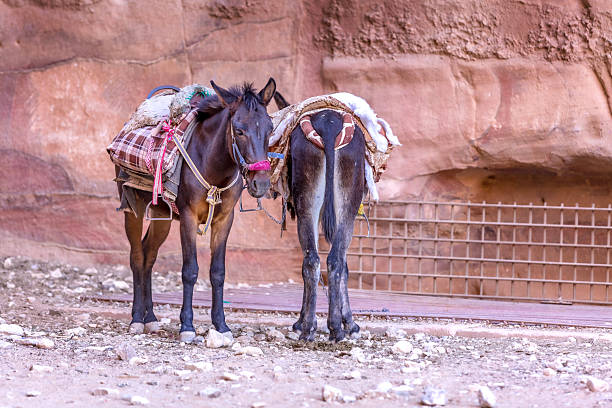 istock Two Sad Donkeys with saddle at Petra, Jordan 2217930720
