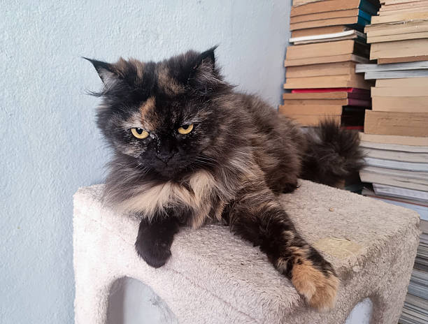 Cat lying on the stack of books in the home