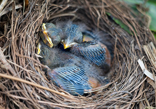 istock Blackbird, Tordus merula, in the nest 2217931448