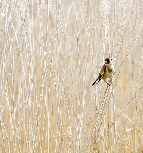 A Gold Finch sunbathing