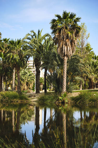 istock Tropical oasis with palm trees and reflections in a tranquil urban park setting 2217932094