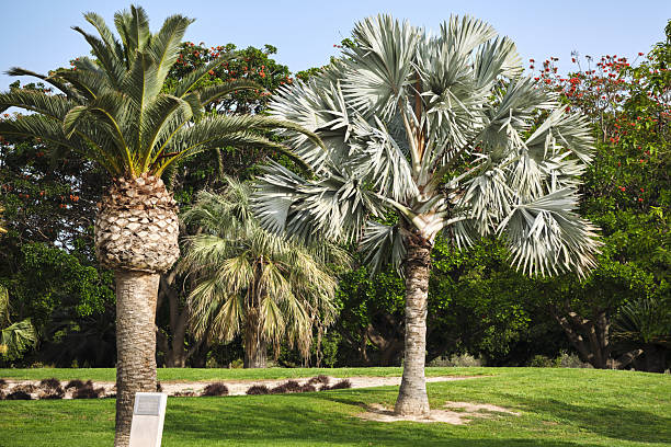 istock Tropical palm trees in lush green park under clear blue sky 2217932227