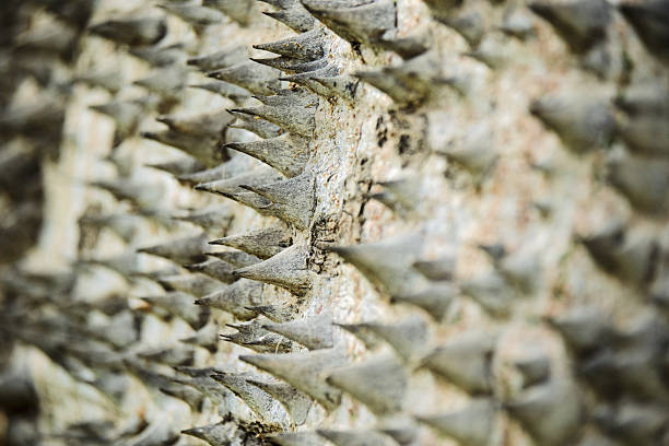 Close-up of sharp thorn patterns on a tree trunk with natural texture.