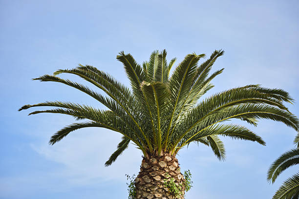istock Majestic palm tree against clear blue sky: nature's tranquility 2217932374