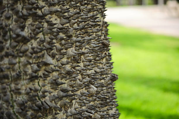 Close-up of thorny tree bark in sunlit park setting.