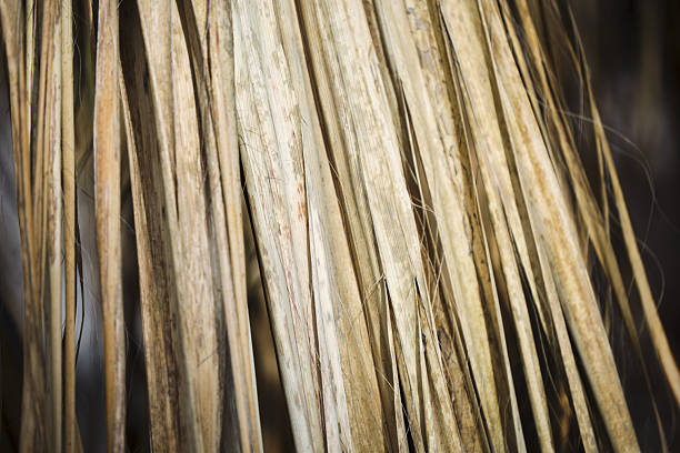 Close-up of natural dried palm tree leaves with textured patterns.