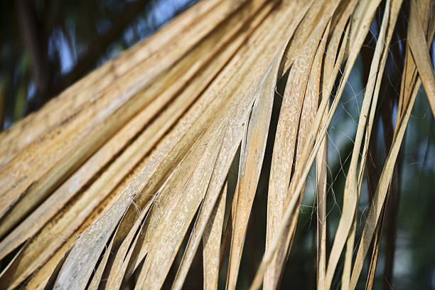 Close-up of sunlit brown palm leaves creating natural texture and pattern.