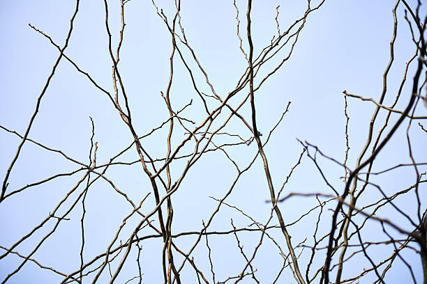 Intricate network of bare branches silhouetted against a clear blue sky.