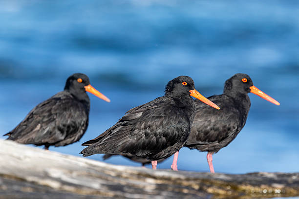 istock Australian Sooty Oystercatchers 2217936740