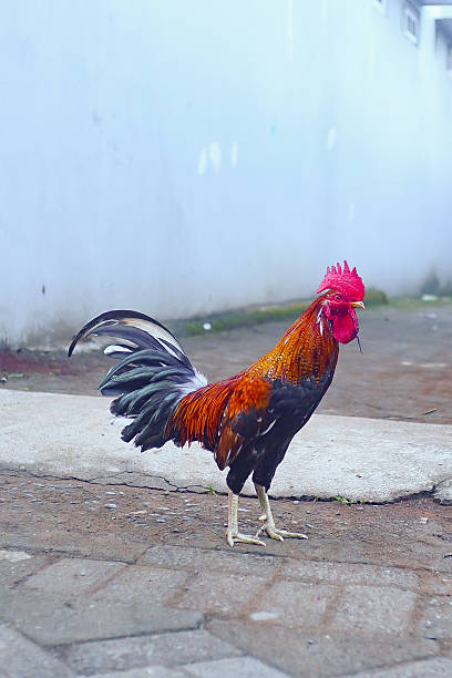 istock rooster crowing in the morning 2217938534