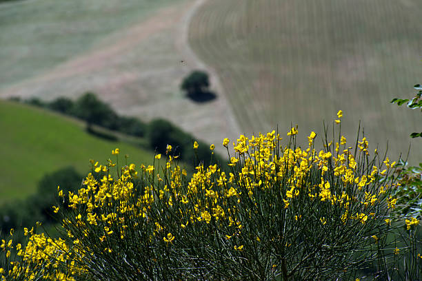 Montefeltro hilly landscape with fields and flowering brooms