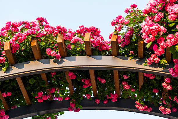 Peaceful walkway through a pergola