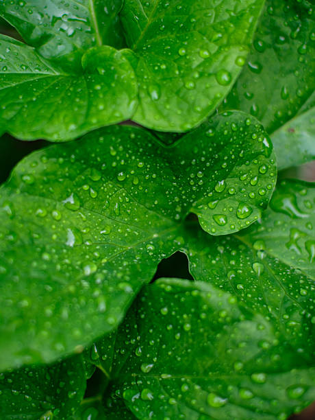 Fresh nature Close up Green leaf with water dew drop after rain.