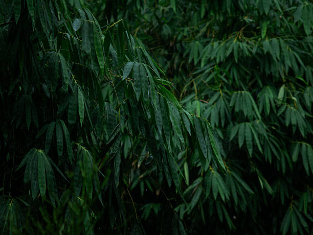 Fresh giant bamboo leaves with rain drop nature background.