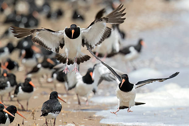 istock South Island Oystercatcher (Haematopus finschi) 2217942737