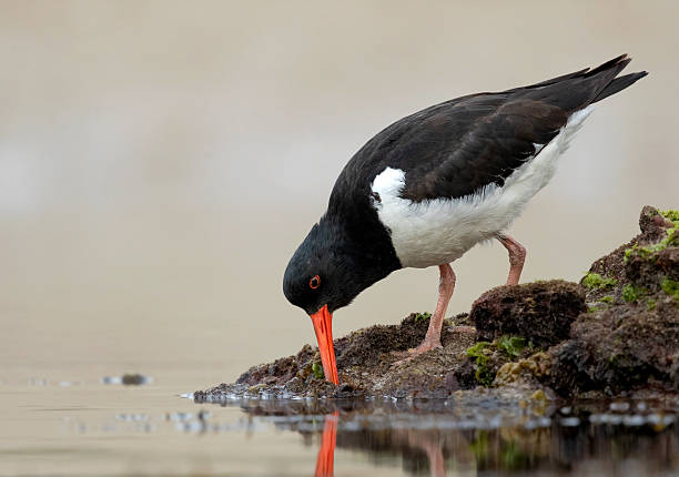 istock South Island Oystercatcher (Haematopus finschi) 2217942752