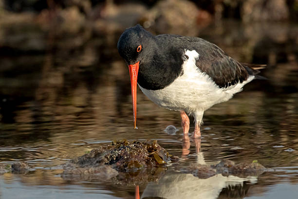 istock South Island Oystercatcher (Haematopus finschi) 2217942755