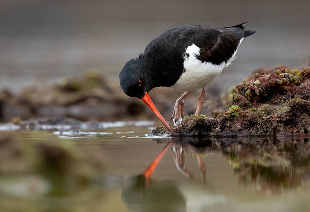 istock South Island Oystercatcher (Haematopus finschi) 2217942884