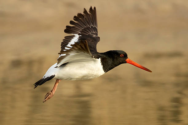 istock South Island Oystercatcher (Haematopus finschi) 2217942885