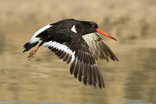 istock South Island Oystercatcher (Haematopus finschi) 2217942900