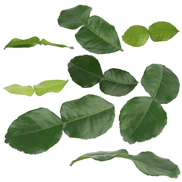 istock Kaffir lime leaves collection isolated on white background 2217943570