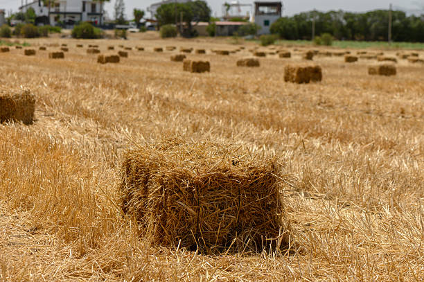 istock Golden rectangular hay bales neatly arranged on a dry field in Cyprus under a bright summer sky. 2217943596