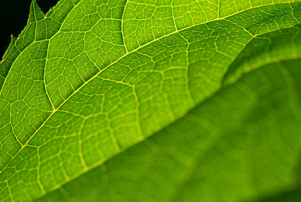 istock Overlapping leaf textures in natural green tones. 2217944015