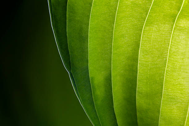 Abstract close-up of green leaf texture. Symmetrical leaf pattern in sunlight.