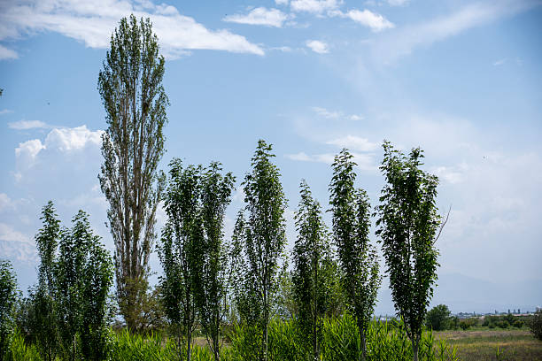 Tall poplar trees against a blue sky with scattered clouds