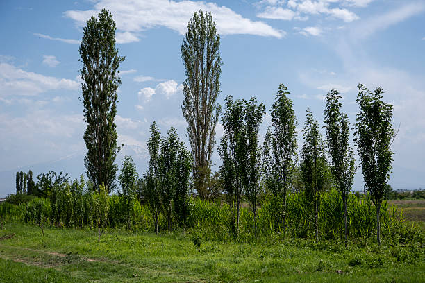 istock Tall poplar trees against a blue sky with scattered clouds 2217945608