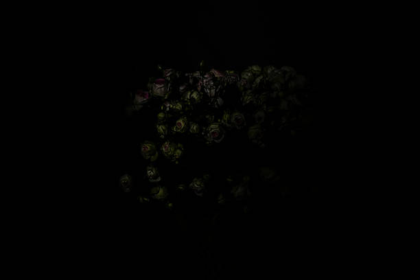 Yellow roses bouquet in dramatic low light
