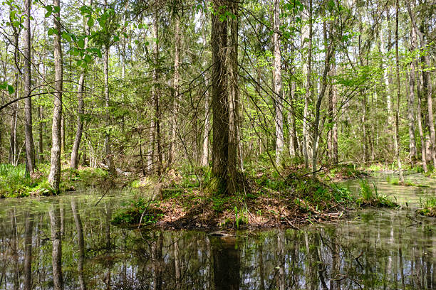 istock Springtime alder-bog sunny forest with standing water 2217947329