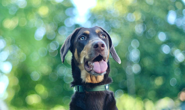 istock Elegant dog looking up. 2217948060