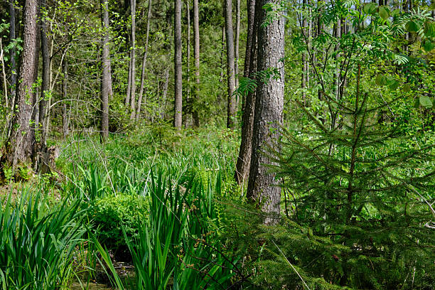 istock Springtime alder-bog sunny forest with standing water 2217948080