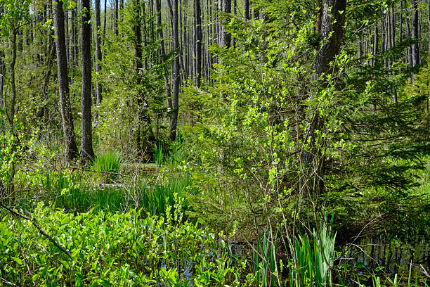 Springtime alder-bog sunny forest with water standing around trees, Bialowieza Forest, Poland, Europe