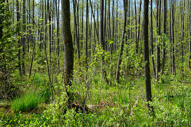 Springtime alder-bog sunny forest with water standing around trees, Bialowieza Forest, Poland, Europe