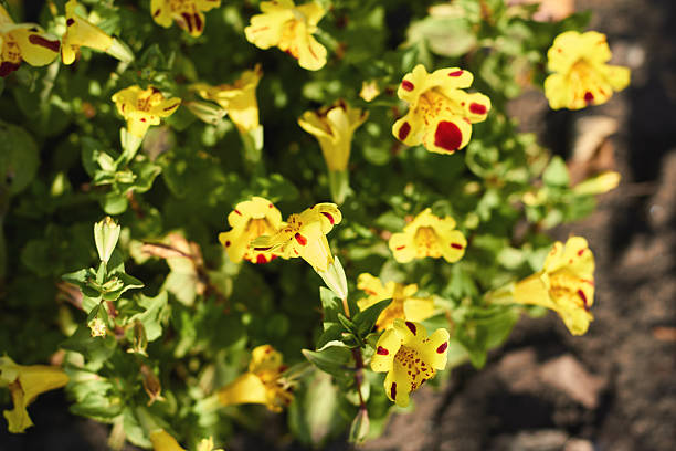 A closeup view of vibrant yellow flowers with red markings, showcasing natures beauty in full bloom.
