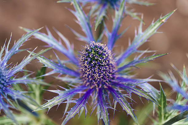 istock A Vibrant Blue Thistle Flower featuring Unique Spiky Petals that make it stand out beautifully in natures canvas during the blooming season 2217949826