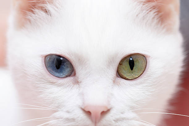 istock Odd-eyed white cat 2217950739