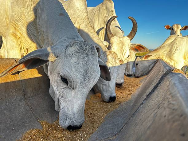 Imagem: Istockphoto.com Imagem: Istockphoto.com